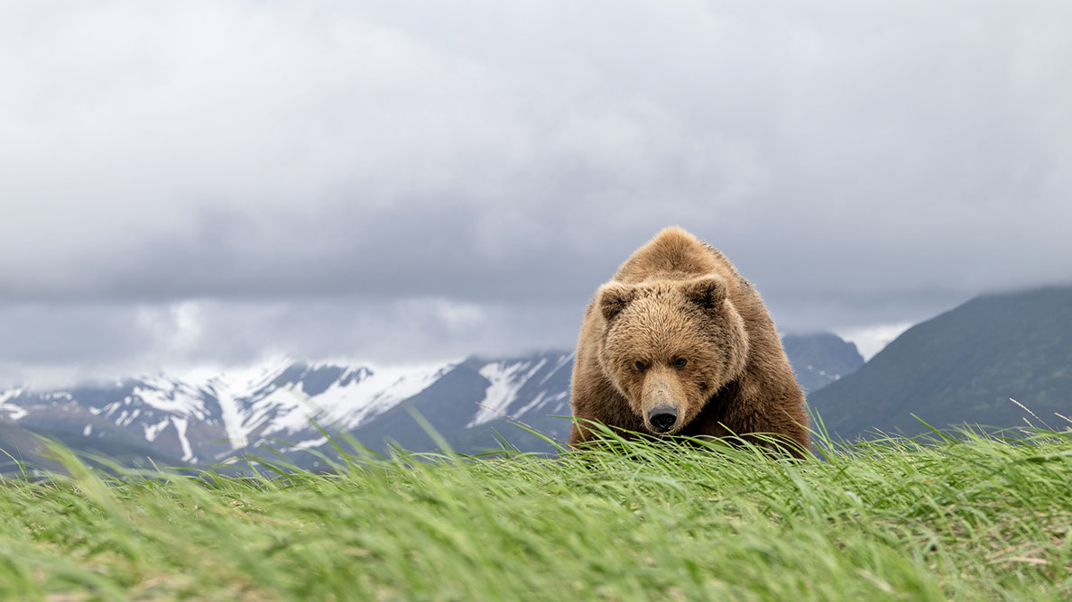 Bartgeier, Gypaète Barbu, Quebrantahuesos, Lämmergeier, Lammergeier, 