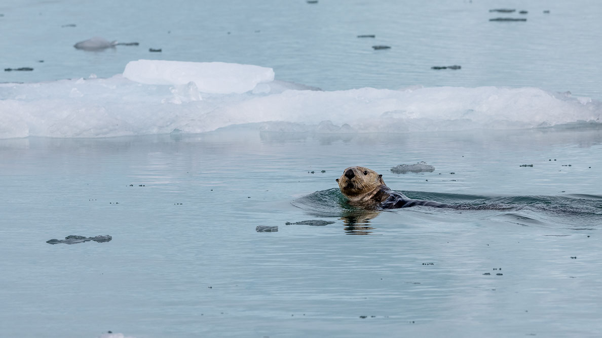Bartgeier, Gypaète Barbu, Quebrantahuesos, Lämmergeier, Lammergeier, 