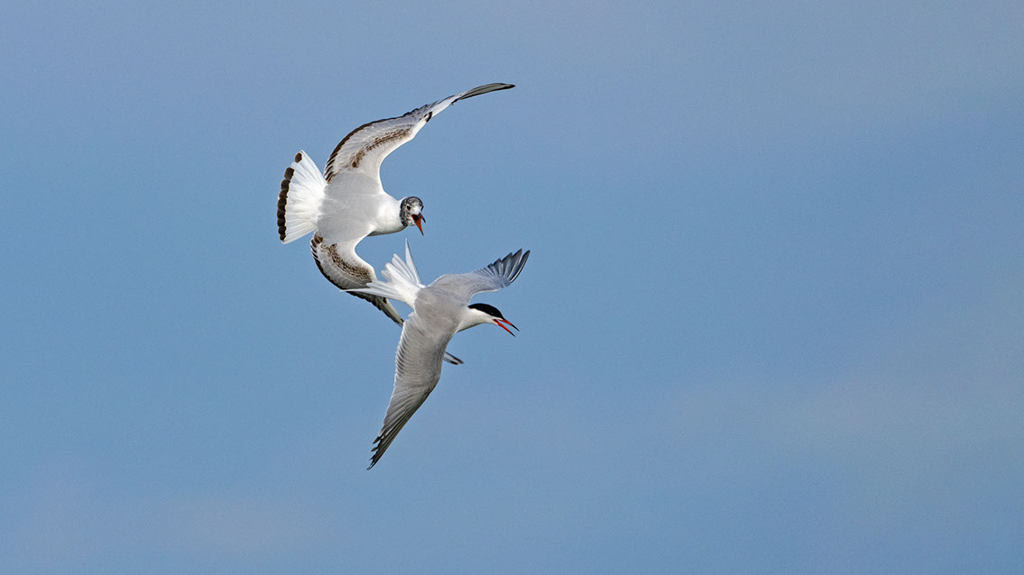 Bartgeier, Gypaète Barbu, Quebrantahuesos, Lämmergeier, Lammergeier, 