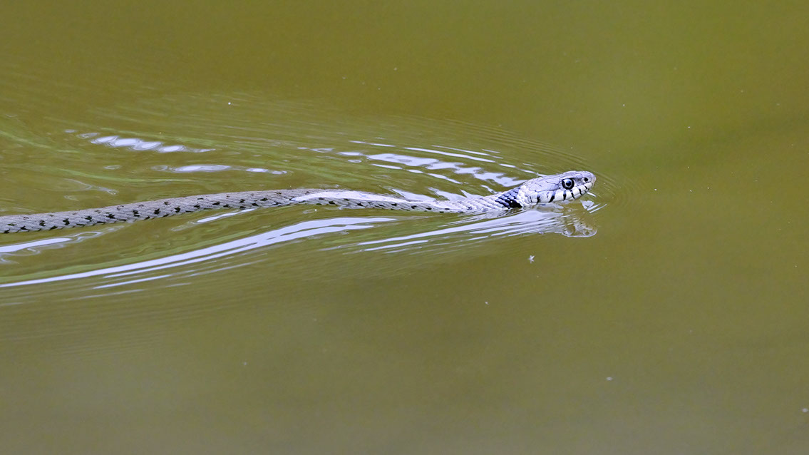 Bartgeier, Gypaète Barbu, Quebrantahuesos, Lämmergeier, Lammergeier, 