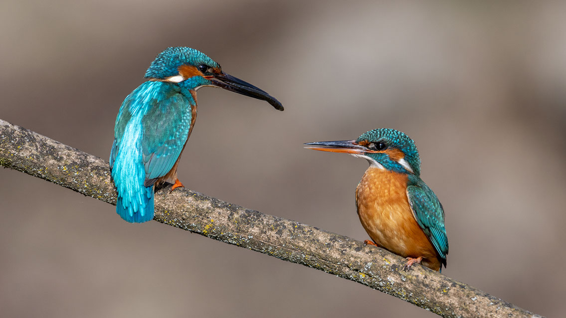 Bartgeier, Gypaète Barbu, Quebrantahuesos, Lämmergeier, Lammergeier, 