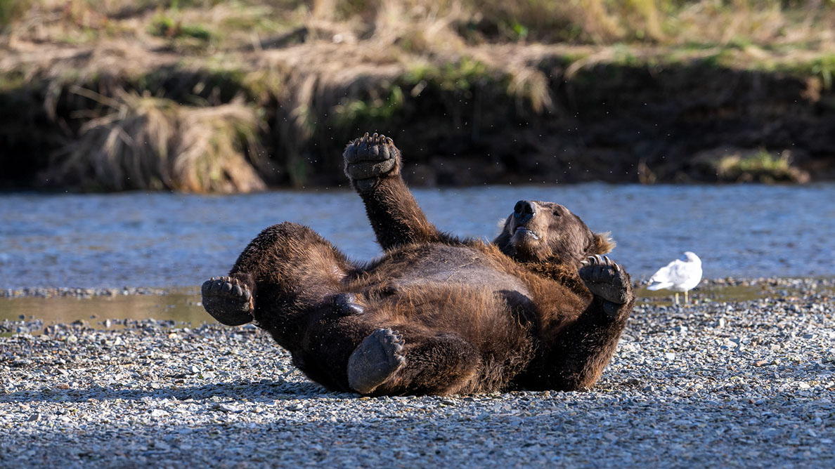 Bartgeier, Gypaète Barbu, Quebrantahuesos, Lämmergeier, Lammergeier, 