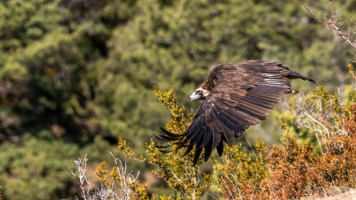Bartgeier, Gypaète Barbu, Quebrantahuesos, Lämmergeier, Lammergeier, 