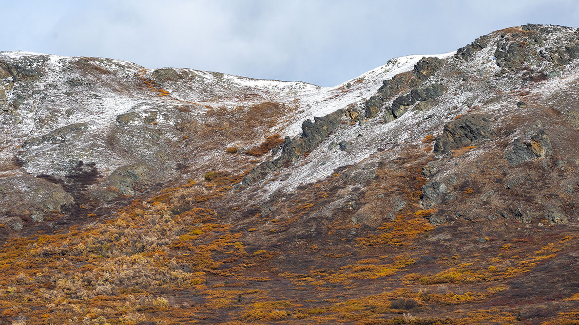 Bartgeier, Gypaète Barbu, Quebrantahuesos, Lämmergeier, Lammergeier, 
