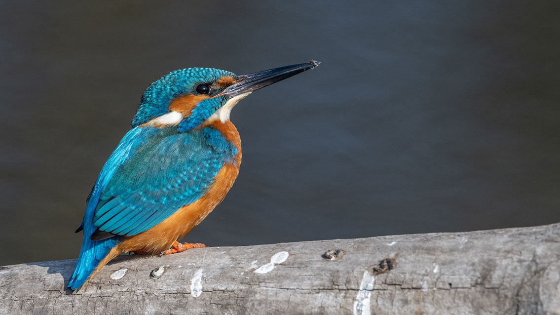 Bartgeier, Gypaète Barbu, Quebrantahuesos, Lämmergeier, Lammergeier, 