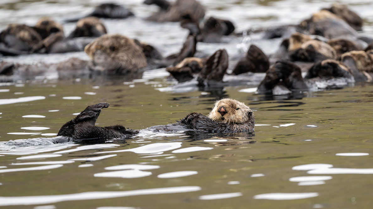 Bartgeier, Gypaète Barbu, Quebrantahuesos, Lämmergeier, Lammergeier, 