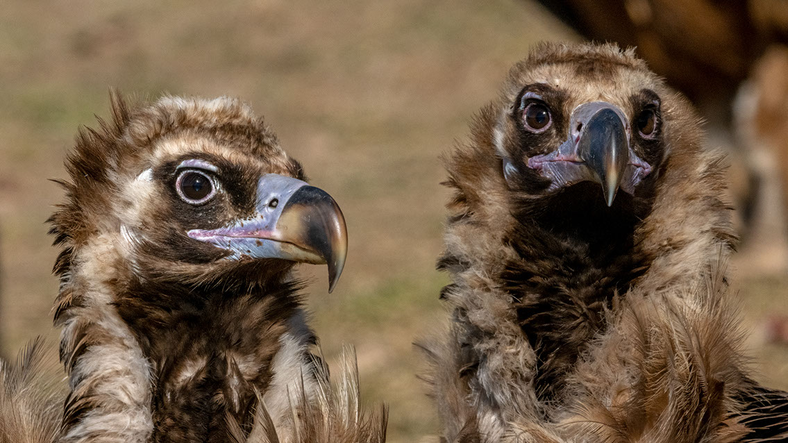 Bartgeier, Gypaète Barbu, Quebrantahuesos, Lämmergeier, Lammergeier, 