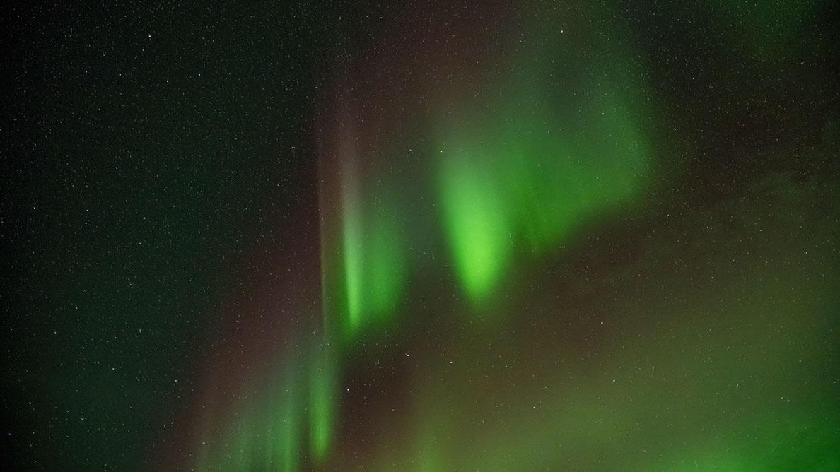 Bartgeier, Gypaète Barbu, Quebrantahuesos, Lämmergeier, Lammergeier, 