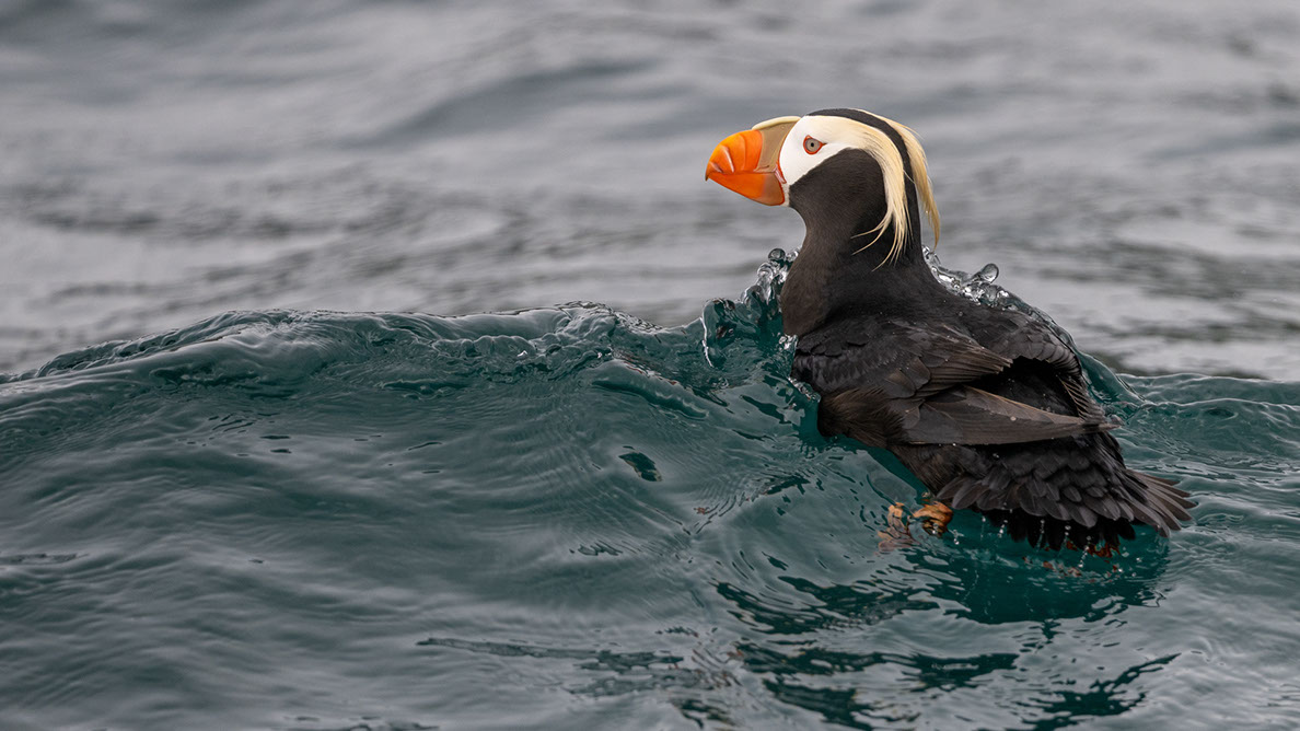 Bartgeier, Gypaète Barbu, Quebrantahuesos, Lämmergeier, Lammergeier, 