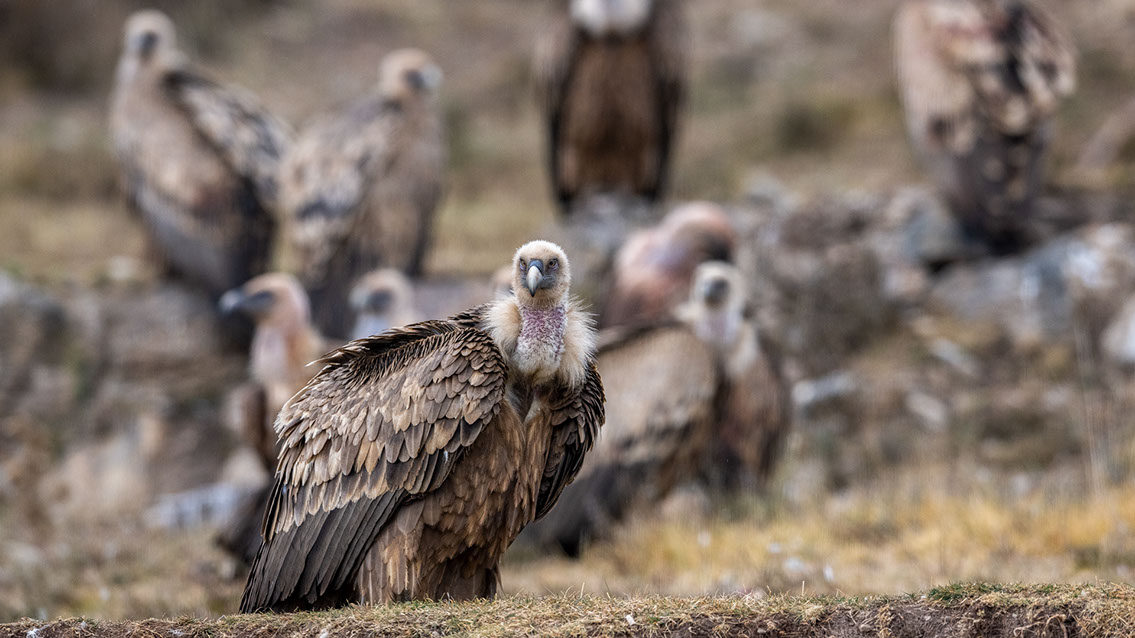 Bartgeier, Gypaète Barbu, Quebrantahuesos, Lämmergeier, Lammergeier, 