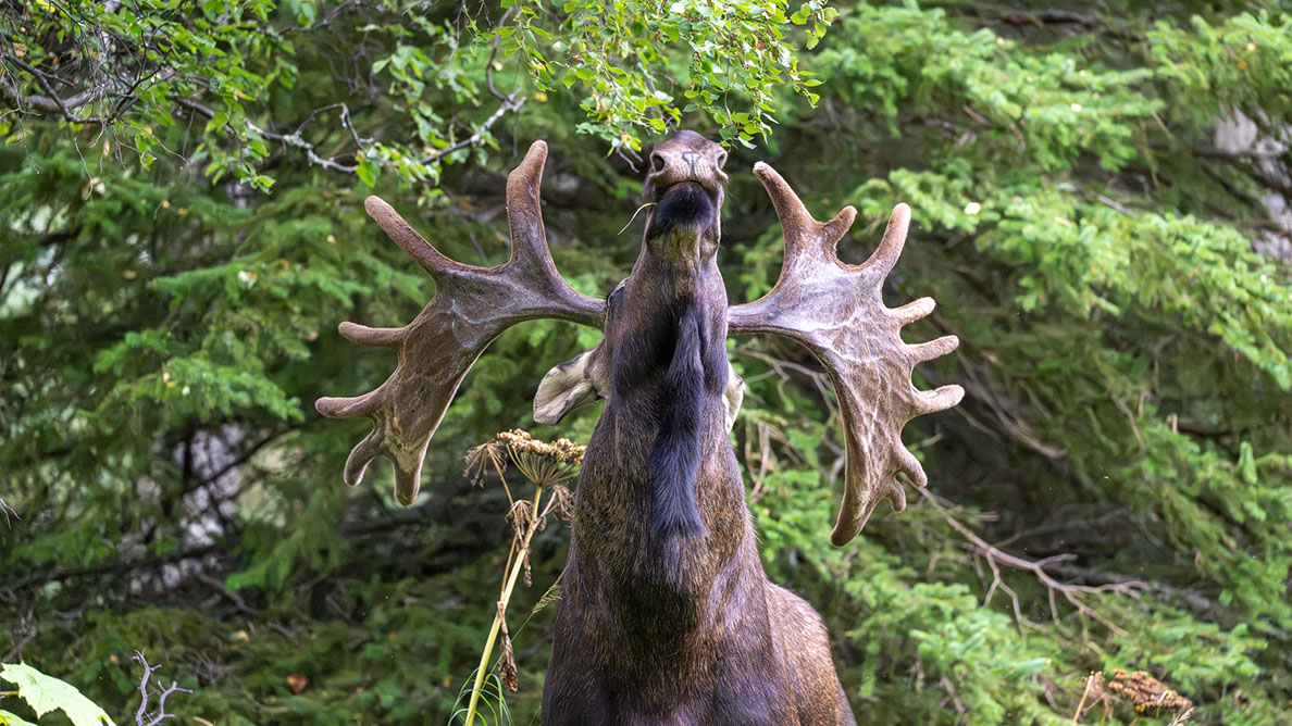 Bartgeier, Gypaète Barbu, Quebrantahuesos, Lämmergeier, Lammergeier, 