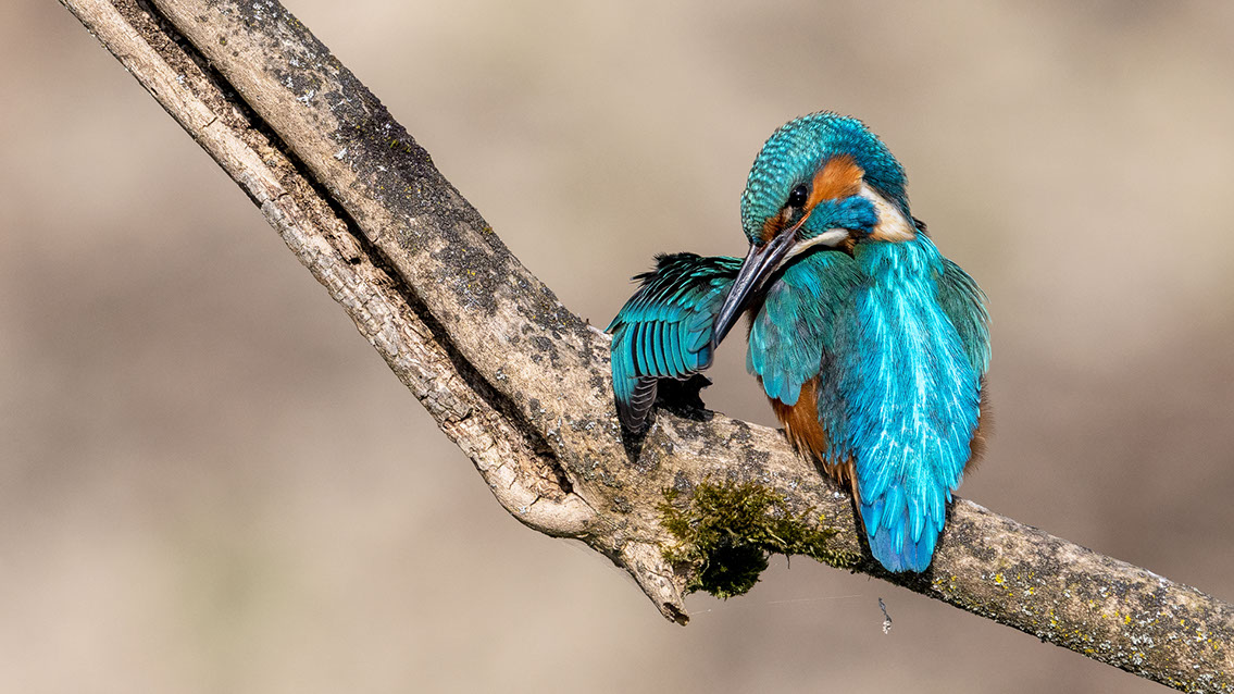 Bartgeier, Gypaète Barbu, Quebrantahuesos, Lämmergeier, Lammergeier, 