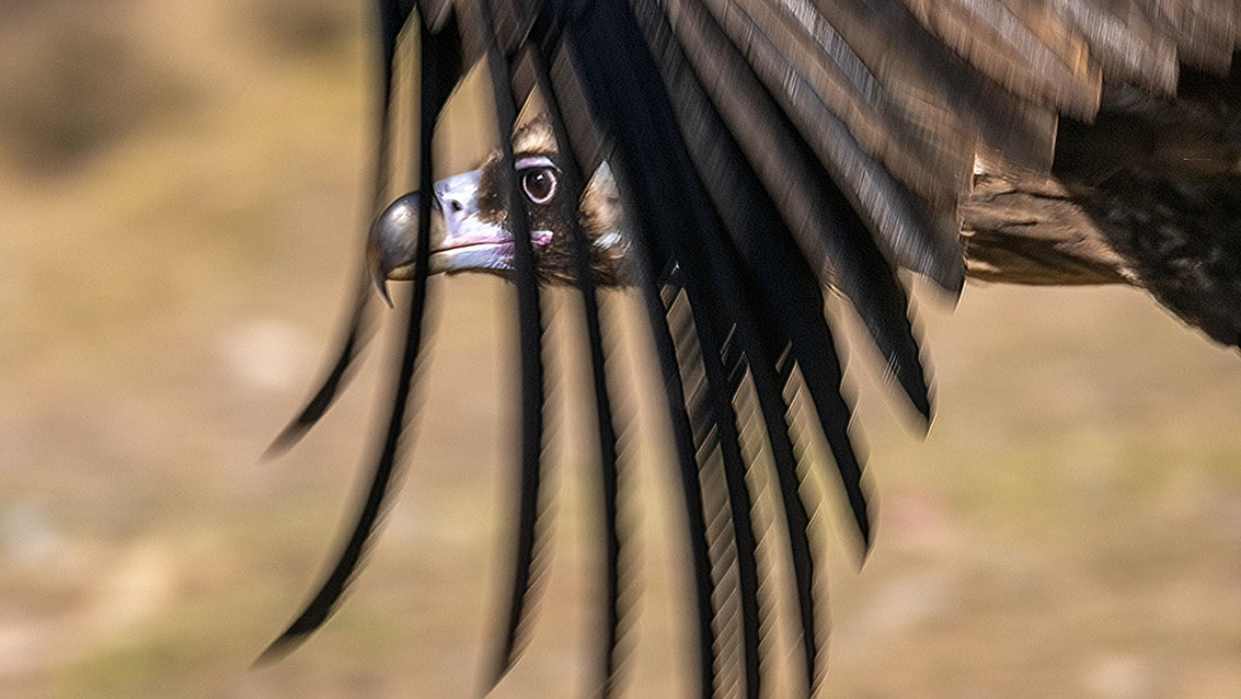 Bartgeier, Gypaète Barbu, Quebrantahuesos, Lämmergeier, Lammergeier, 
