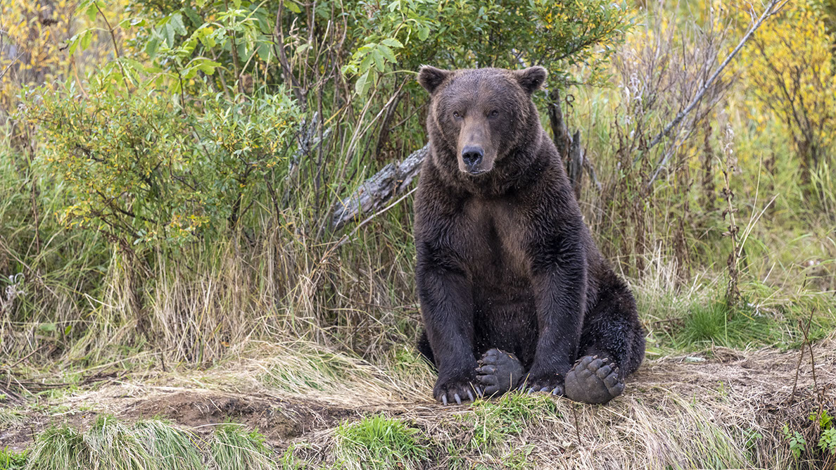 Bartgeier, Gypaète Barbu, Quebrantahuesos, Lämmergeier, Lammergeier, 