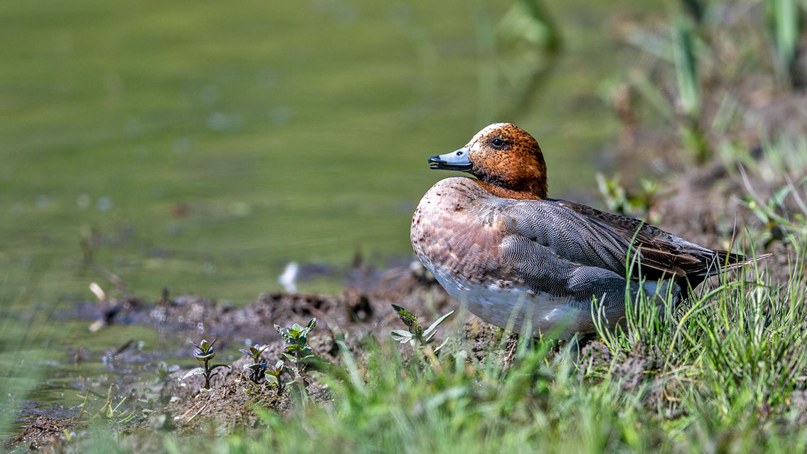 Bartgeier, Gypaète Barbu, Quebrantahuesos, Lämmergeier, Lammergeier, 