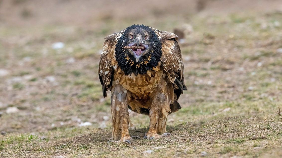 Bartgeier, Gypaète Barbu, Quebrantahuesos, Lämmergeier, Lammergeier, 
