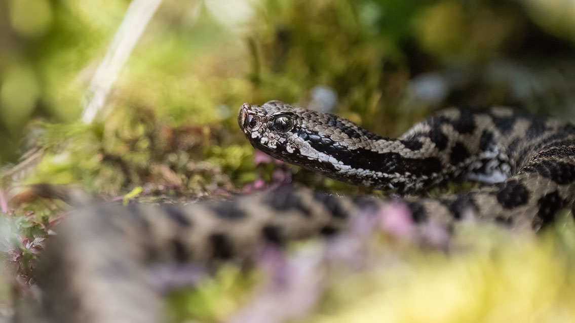 Bartgeier, Gypaète Barbu, Quebrantahuesos, Lämmergeier, Lammergeier, 