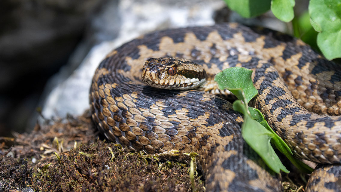 Bartgeier, Gypaète Barbu, Quebrantahuesos, Lämmergeier, Lammergeier, 