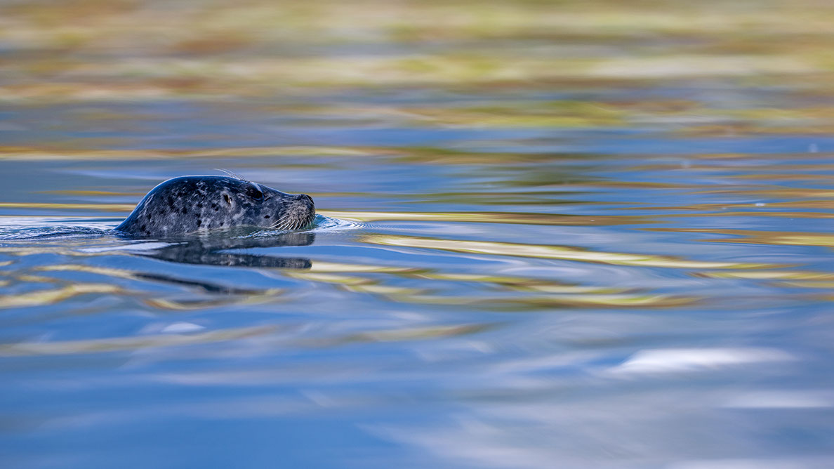 Bartgeier, Gypaète Barbu, Quebrantahuesos, Lämmergeier, Lammergeier, 