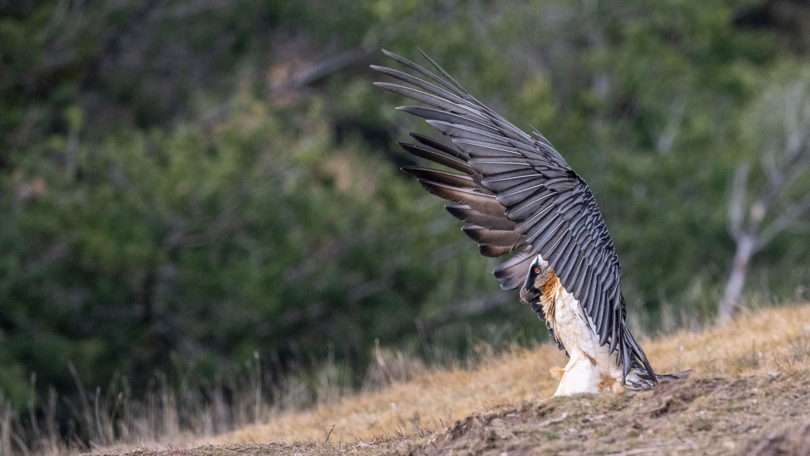 Bartgeier, Gypaète Barbu, Quebrantahuesos, Lämmergeier, Lammergeier, 