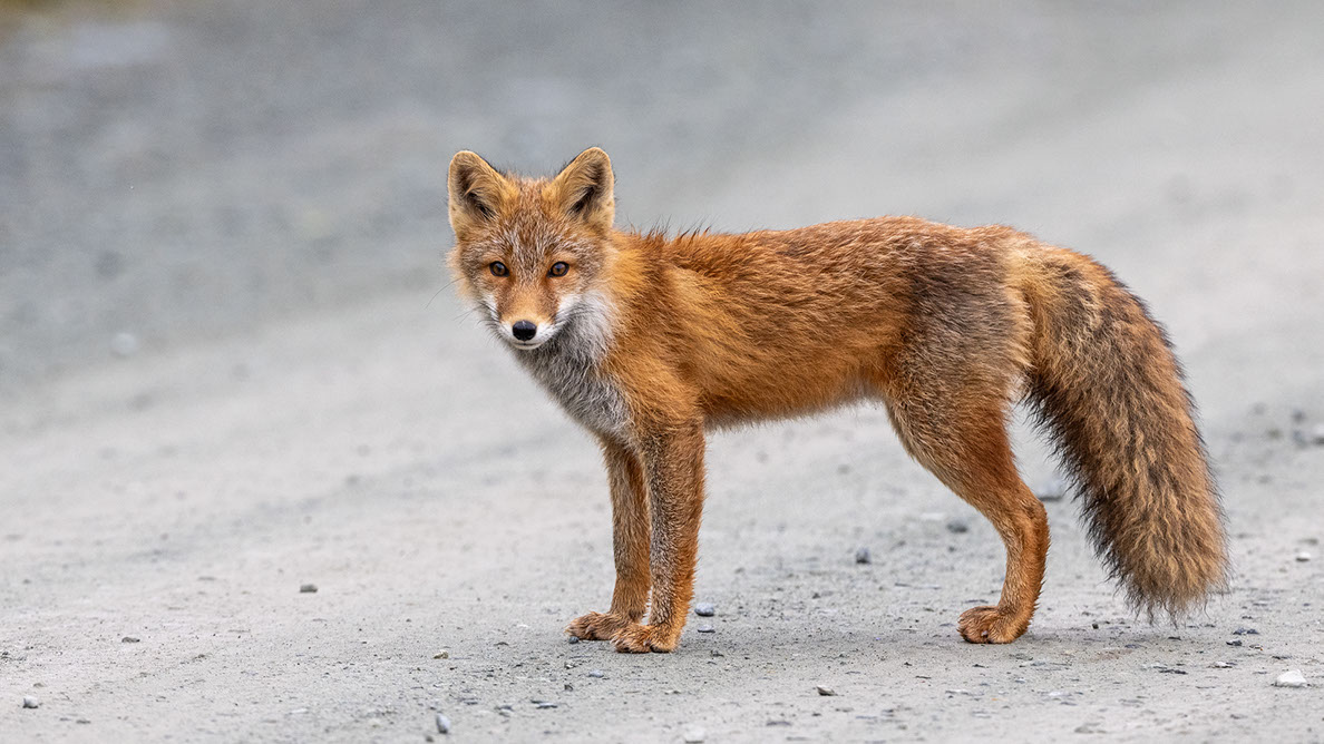 Bartgeier, Gypaète Barbu, Quebrantahuesos, Lämmergeier, Lammergeier, 