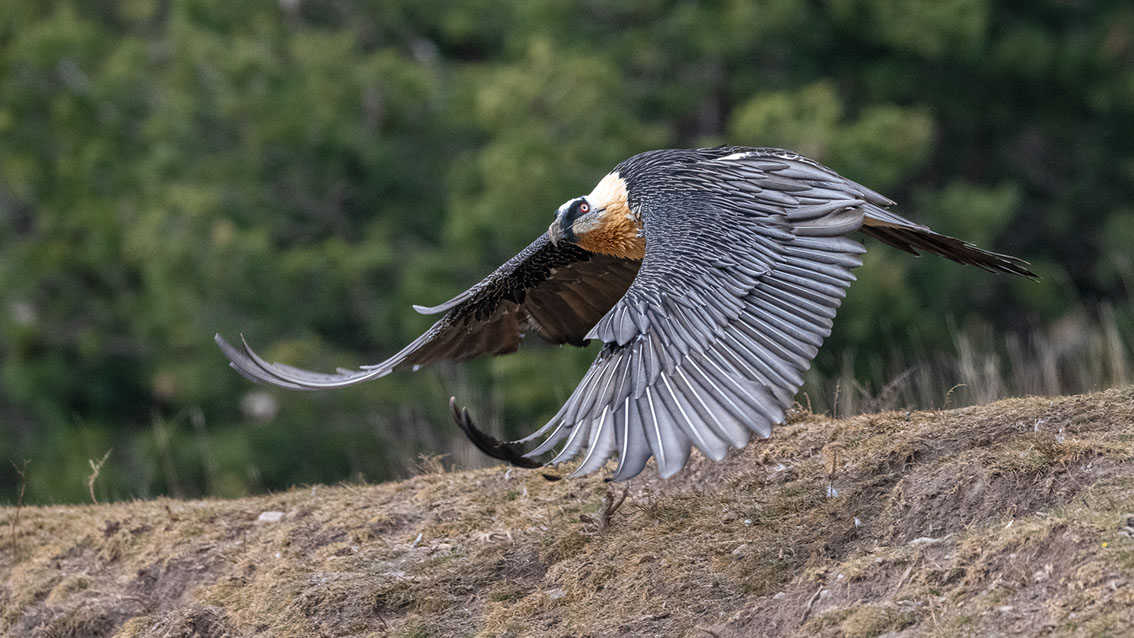 Bartgeier, Gypaète Barbu, Quebrantahuesos, Lämmergeier, Lammergeier, 
