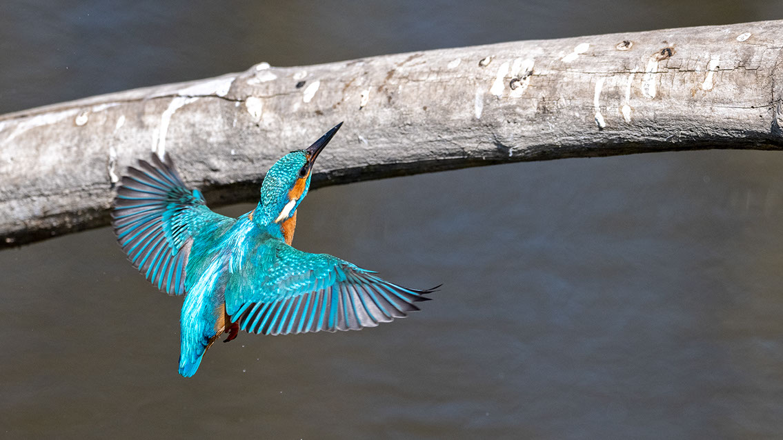 Bartgeier, Gypaète Barbu, Quebrantahuesos, Lämmergeier, Lammergeier, 