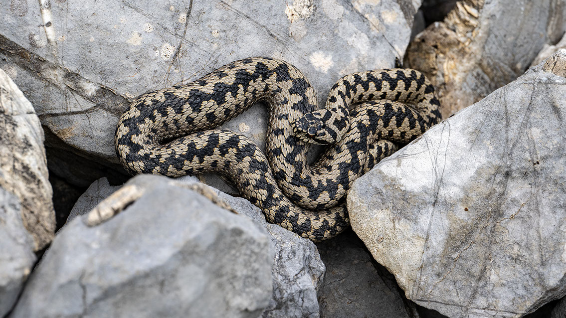 Bartgeier, Gypaète Barbu, Quebrantahuesos, Lämmergeier, Lammergeier, 
