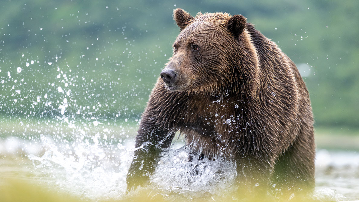 Bartgeier, Gypaète Barbu, Quebrantahuesos, Lämmergeier, Lammergeier, 