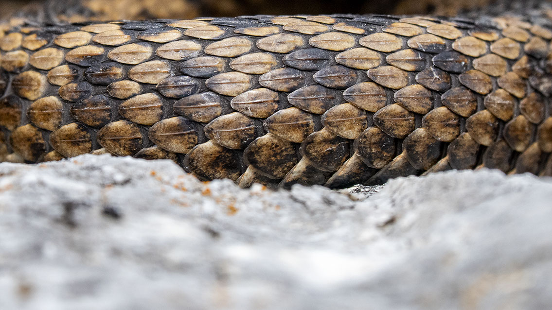 Bartgeier, Gypaète Barbu, Quebrantahuesos, Lämmergeier, Lammergeier, 