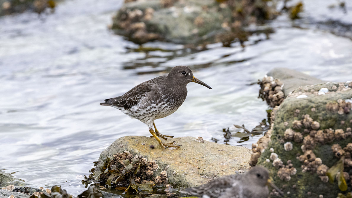 Bartgeier, Gypaète Barbu, Quebrantahuesos, Lämmergeier, Lammergeier, 
