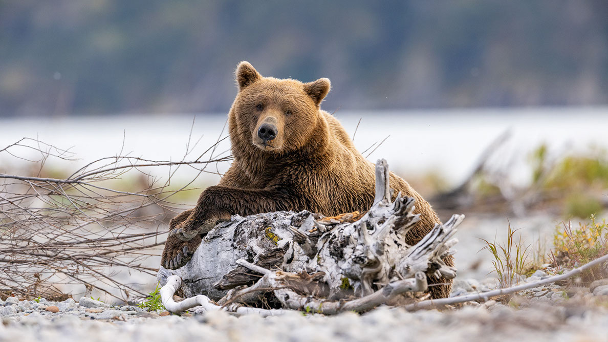 Bartgeier, Gypaète Barbu, Quebrantahuesos, Lämmergeier, Lammergeier, 