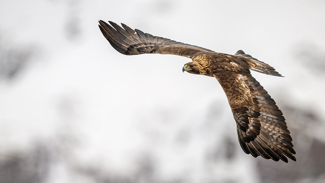 Bartgeier Schweiz Alpen fliegend Adult Gyaéte en vol Lammergeier Bearded Vulture