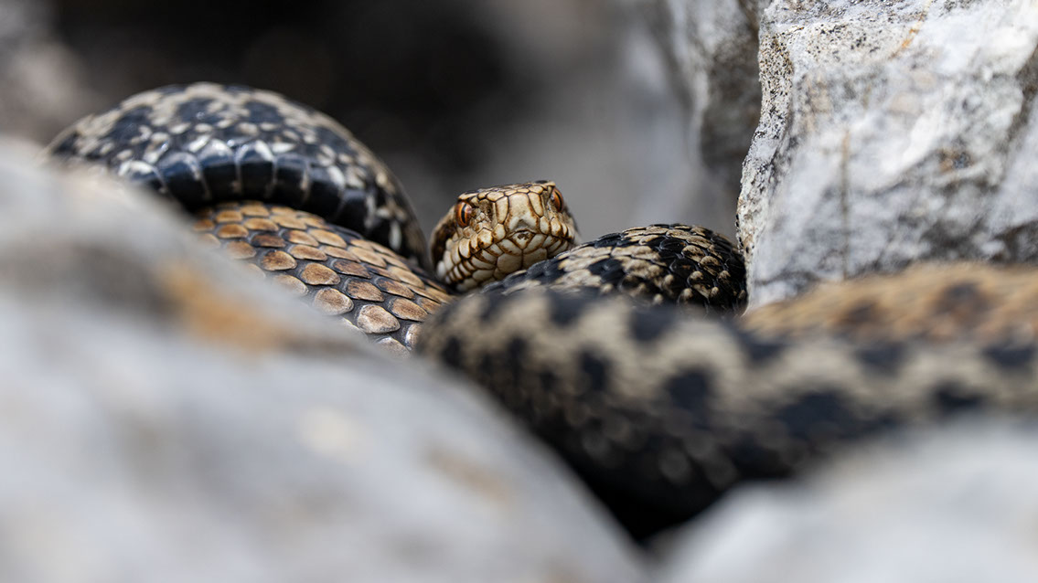 Bartgeier, Gypaète Barbu, Quebrantahuesos, Lämmergeier, Lammergeier, 