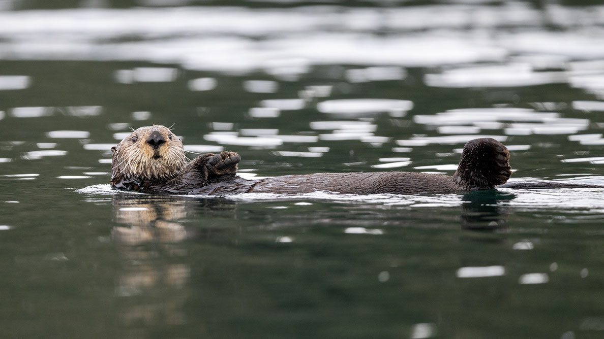 Bartgeier, Gypaète Barbu, Quebrantahuesos, Lämmergeier, Lammergeier, 