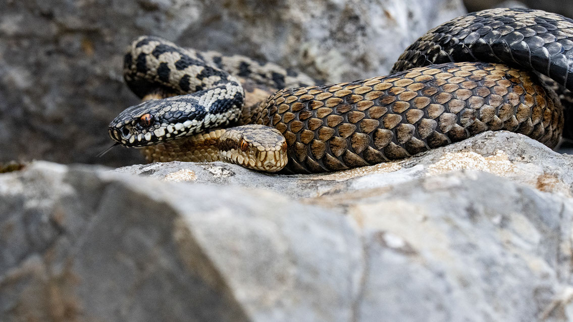 Bartgeier, Gypaète Barbu, Quebrantahuesos, Lämmergeier, Lammergeier, 