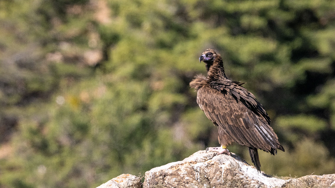 Bartgeier, Gypaète Barbu, Quebrantahuesos, Lämmergeier, Lammergeier, 