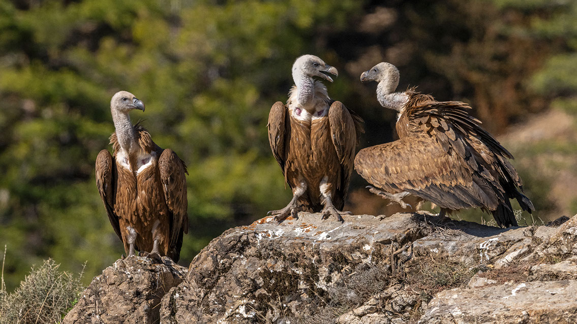 Bartgeier, Gypaète Barbu, Quebrantahuesos, Lämmergeier, Lammergeier, 