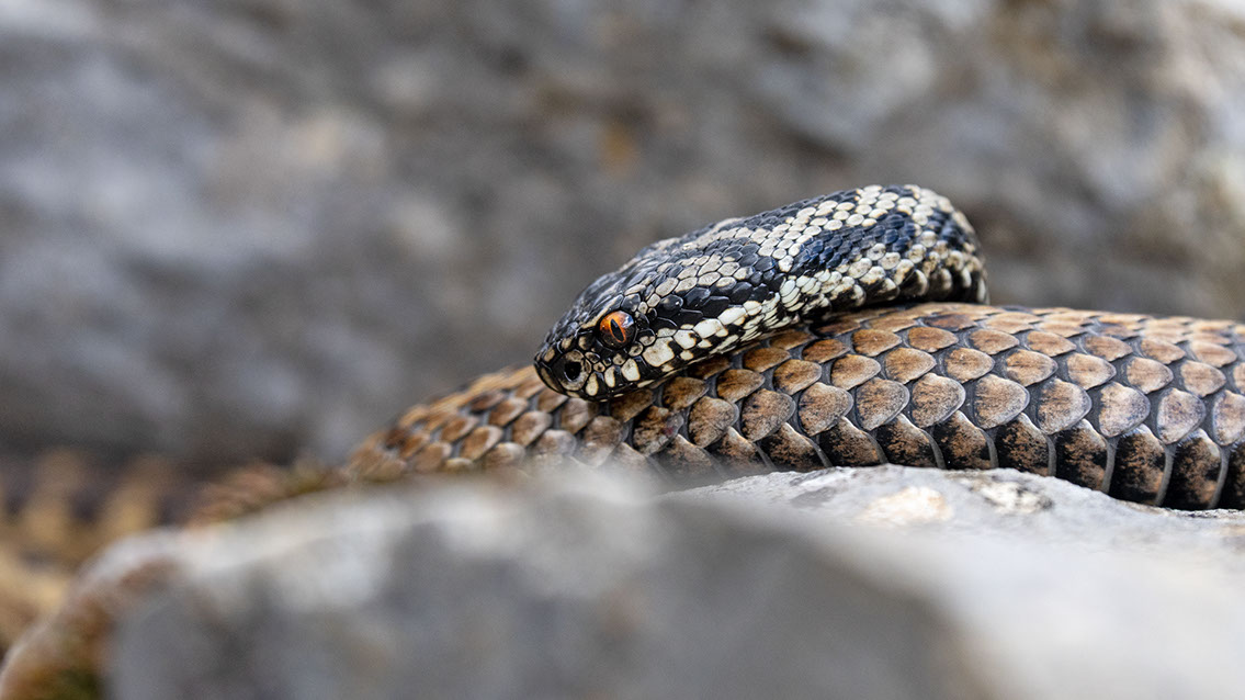 Bartgeier, Gypaète Barbu, Quebrantahuesos, Lämmergeier, Lammergeier, 
