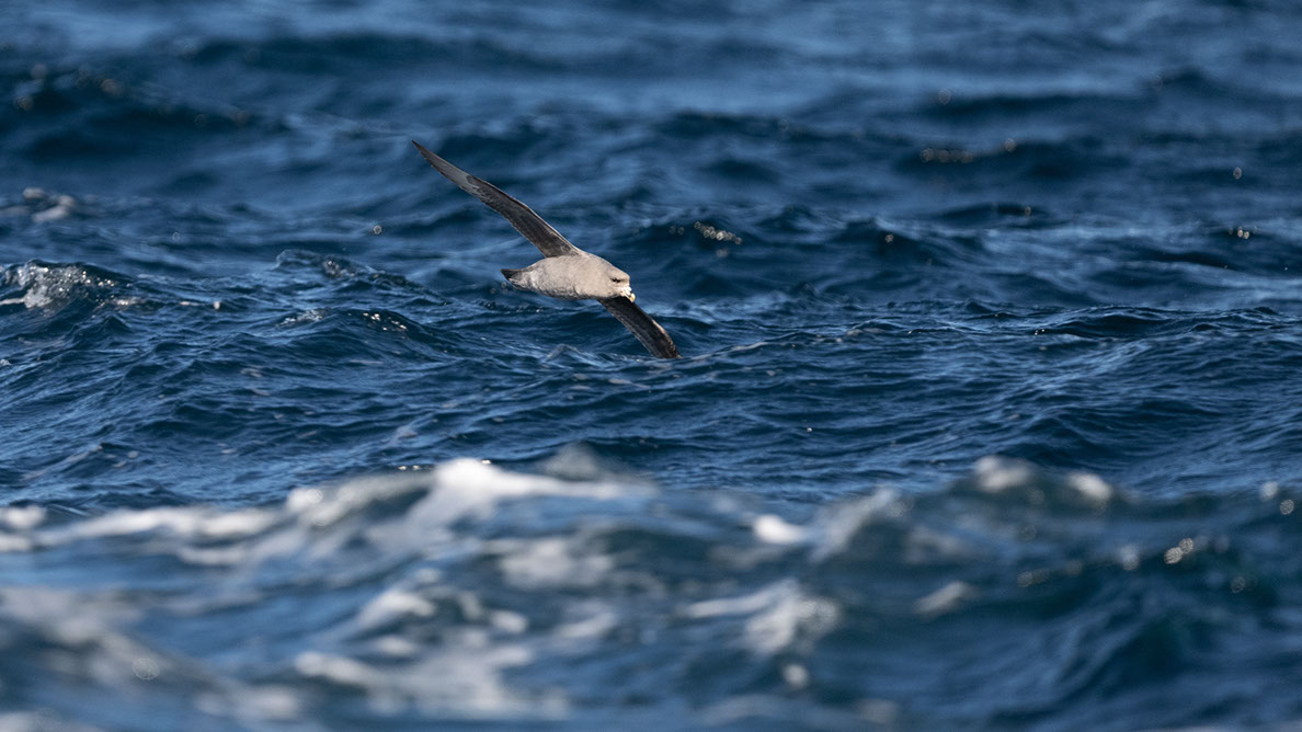 Bartgeier, Gypaète Barbu, Quebrantahuesos, Lämmergeier, Lammergeier, 