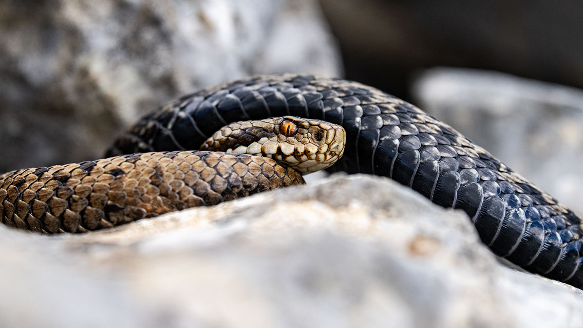 Bartgeier, Gypaète Barbu, Quebrantahuesos, Lämmergeier, Lammergeier, 
