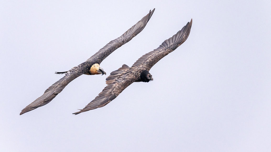 Bartgeier, Gypaète Barbu, Quebrantahuesos, Lämmergeier, Lammergeier, 