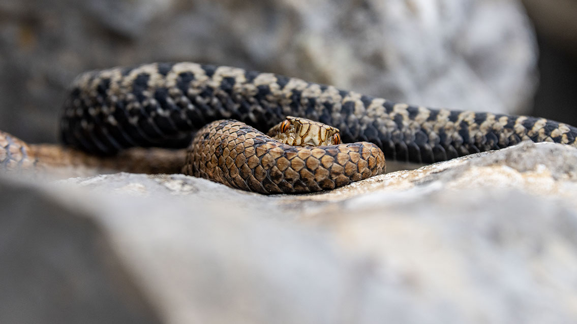 Bartgeier, Gypaète Barbu, Quebrantahuesos, Lämmergeier, Lammergeier, 