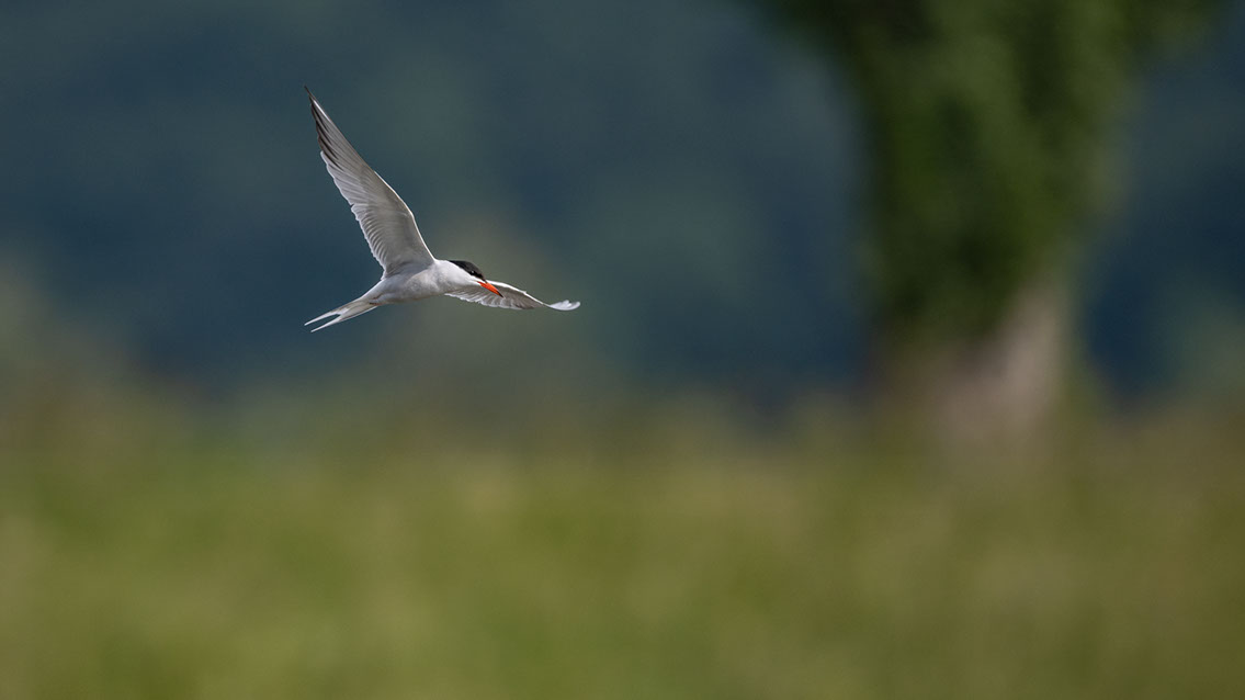 Bartgeier, Gypaète Barbu, Quebrantahuesos, Lämmergeier, Lammergeier, 