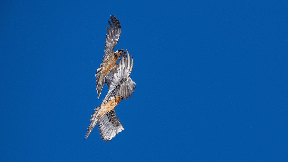 Bartgeier Schweiz Alpen fliegend Adult Gyaéte en vol Lammergeier Bearded Vulture