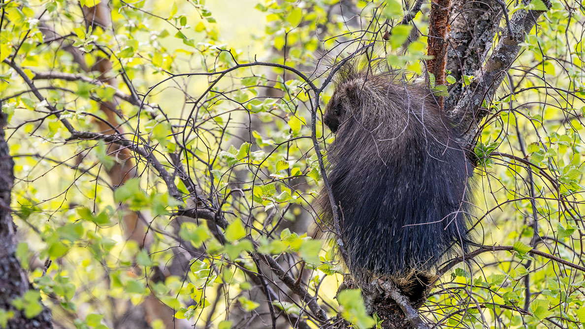 Bartgeier, Gypaète Barbu, Quebrantahuesos, Lämmergeier, Lammergeier, 