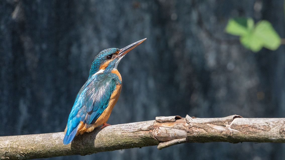 Bartgeier, Gypaète Barbu, Quebrantahuesos, Lämmergeier, Lammergeier, 