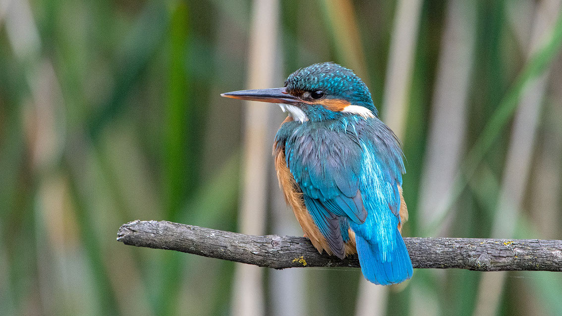 Bartgeier, Gypaète Barbu, Quebrantahuesos, Lämmergeier, Lammergeier, 