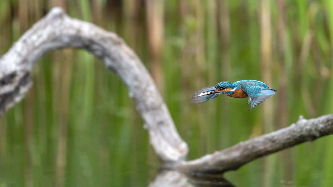 Bartgeier, Gypaète Barbu, Quebrantahuesos, Lämmergeier, Lammergeier, 