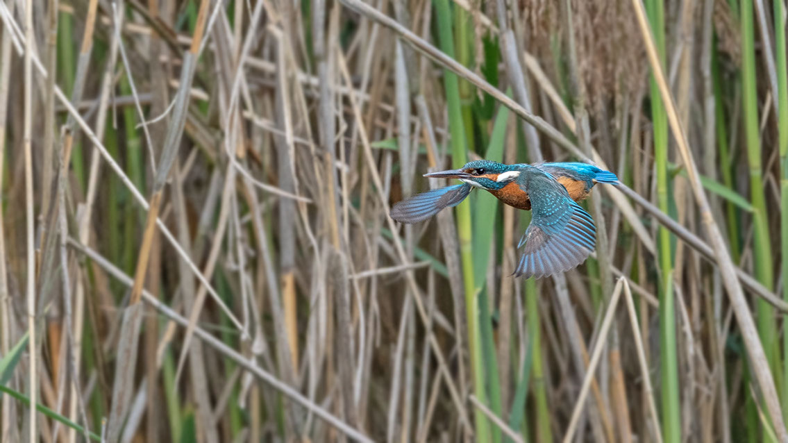 Bartgeier, Gypaète Barbu, Quebrantahuesos, Lämmergeier, Lammergeier, 